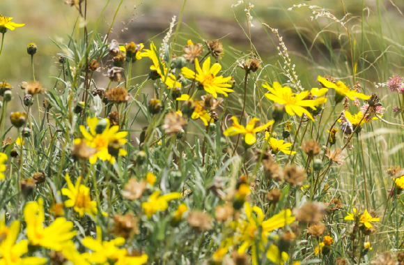 Jarní únava, nebo&nbsp;alergie? Jak poznat první příznaky včas